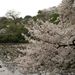 20070401_shinjukugyoen_010